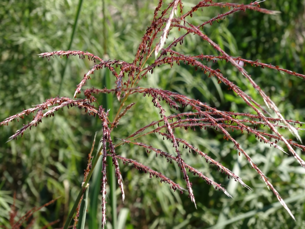 Image of Miscanthus sinensis specimen.