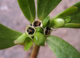 Смотреть изображение Portulaca oleracea