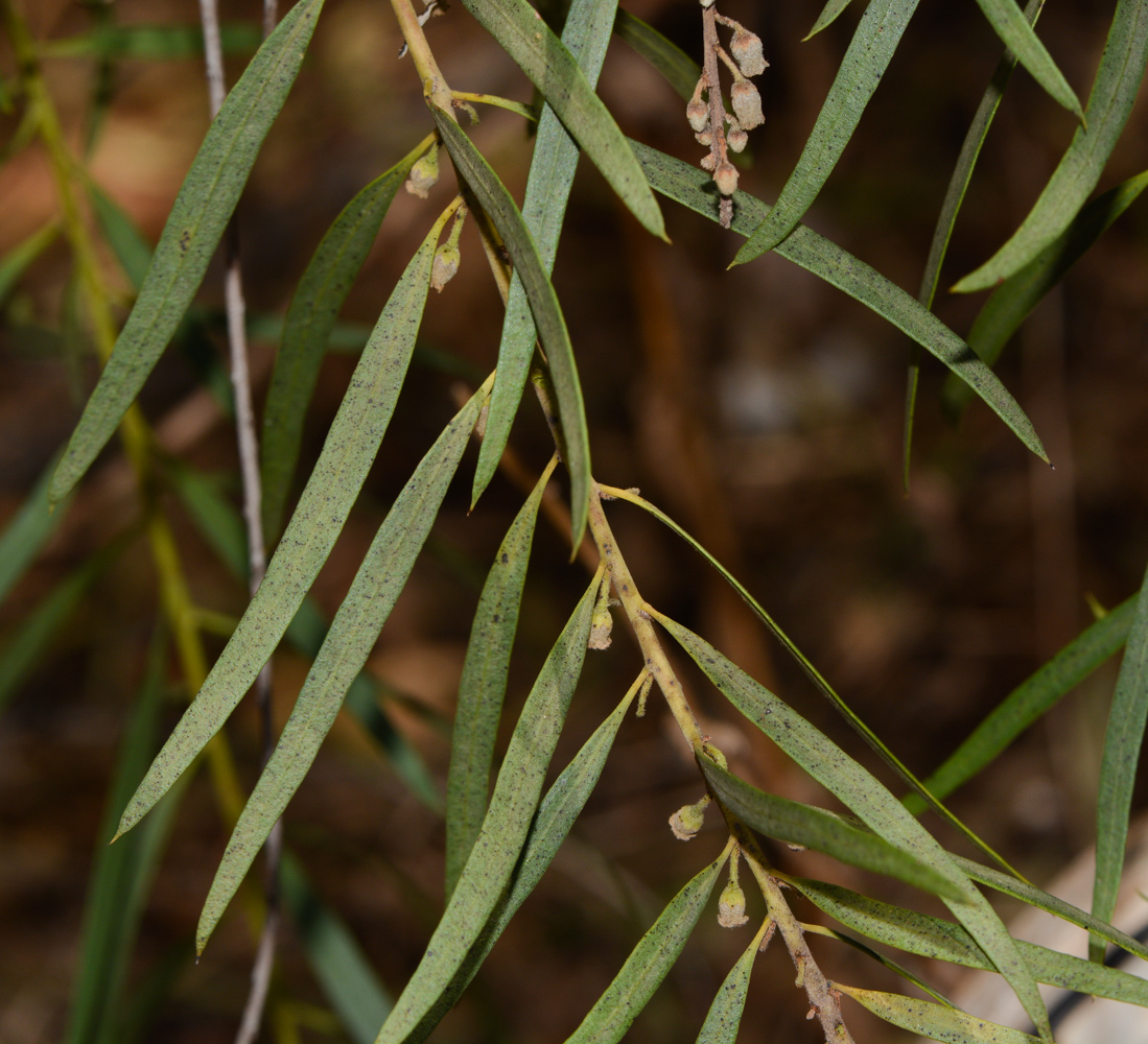 Image of Euclea pseudebenus specimen.