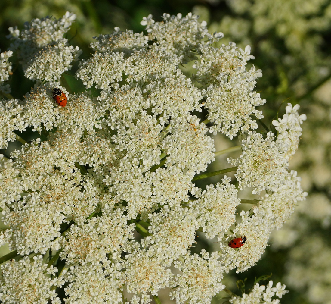 Image of Daucus sativus specimen.