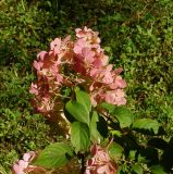 Hydrangea paniculata