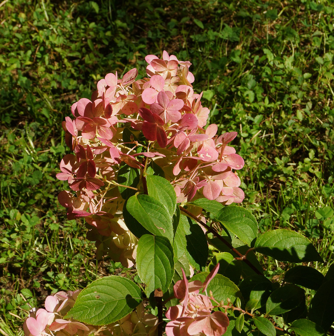 Изображение особи Hydrangea paniculata.