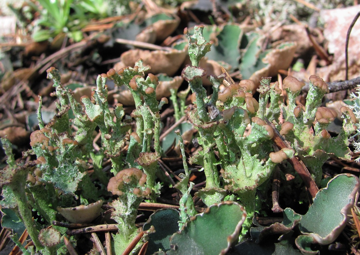 Изображение особи род Cladonia.