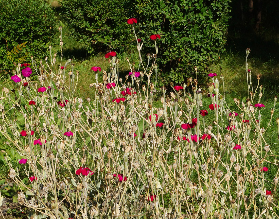 Image of Lychnis coronaria specimen.