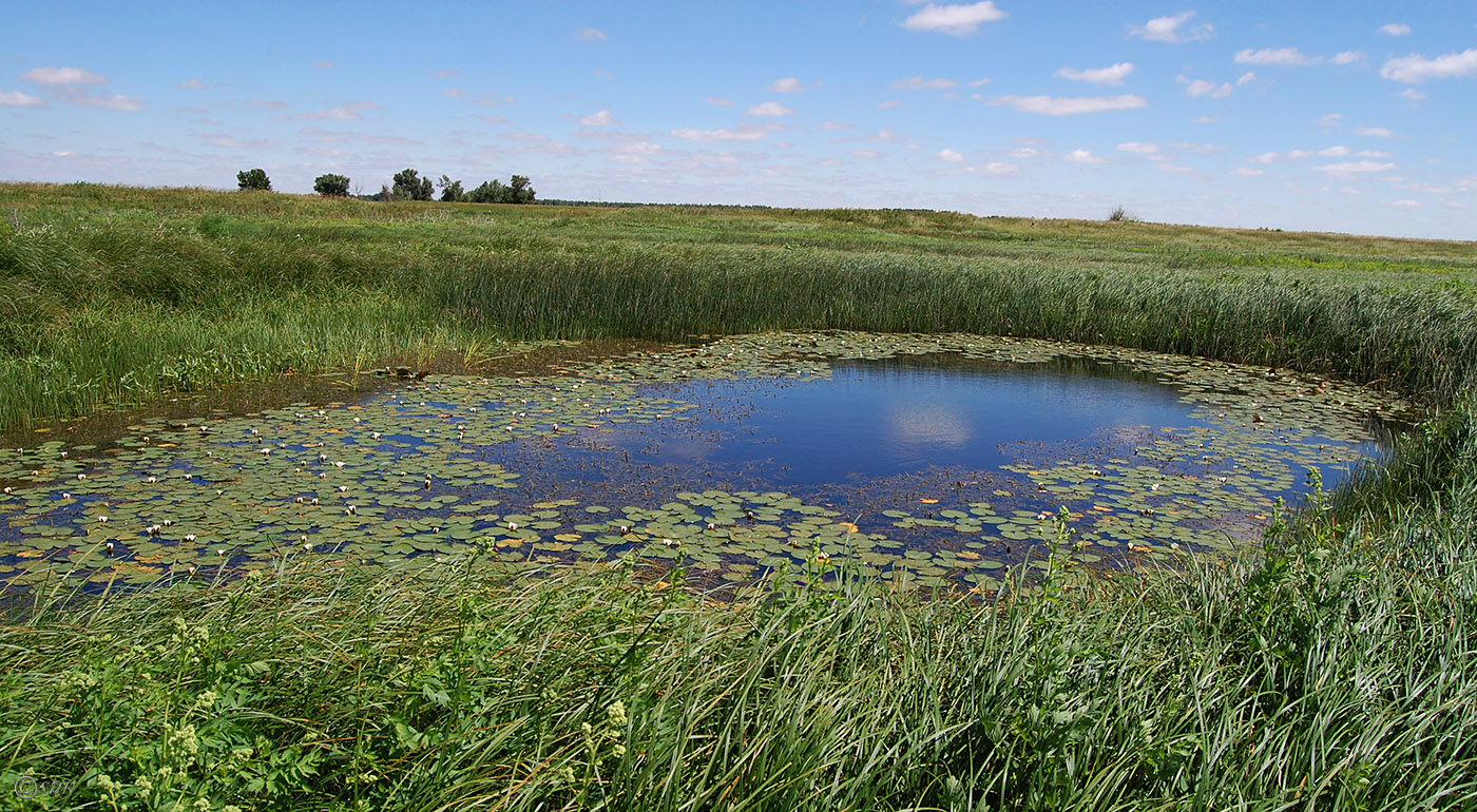 Image of Nymphaea alba specimen.