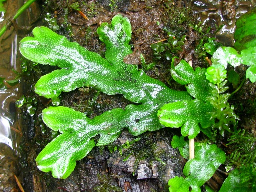 Image of Conocephalum salebrosum specimen.