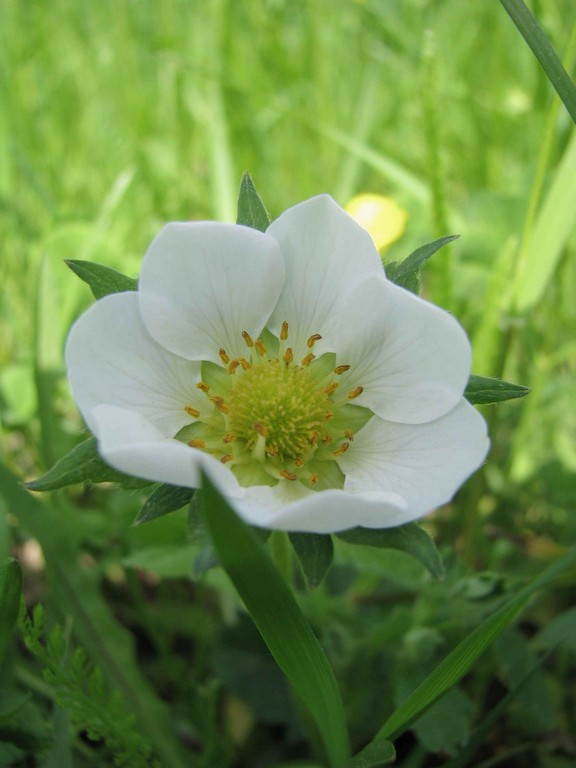 Image of Fragaria &times; ananassa specimen.