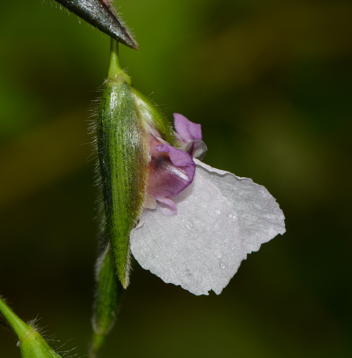 Image of Thalia geniculata specimen.