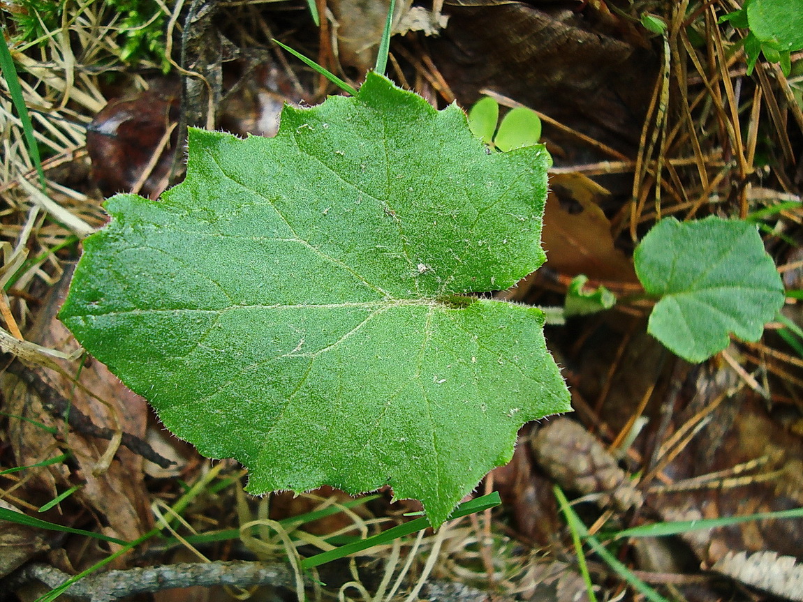 Image of Tussilago farfara specimen.