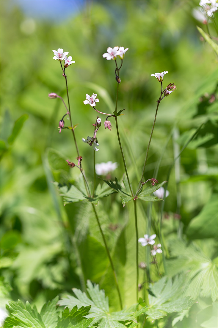 Изображение особи род Geranium.