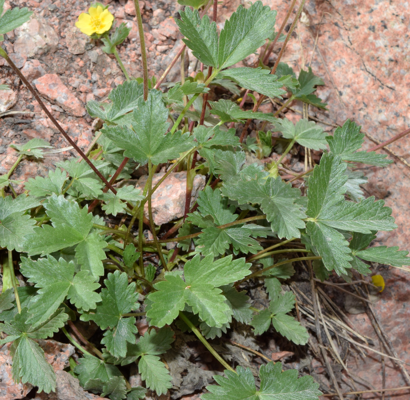 Image of Potentilla tephroleuca specimen.