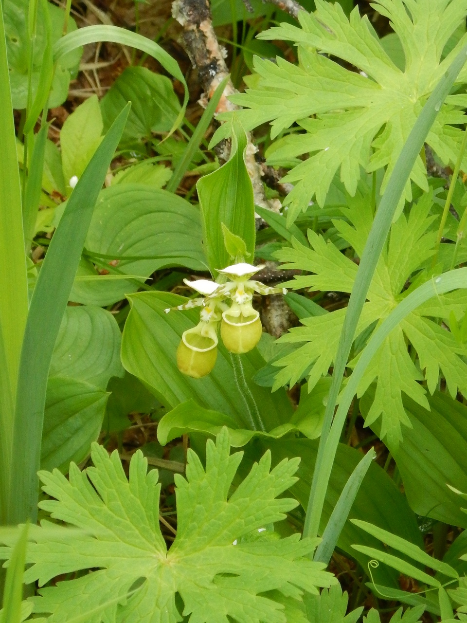 Image of Cypripedium yatabeanum specimen.