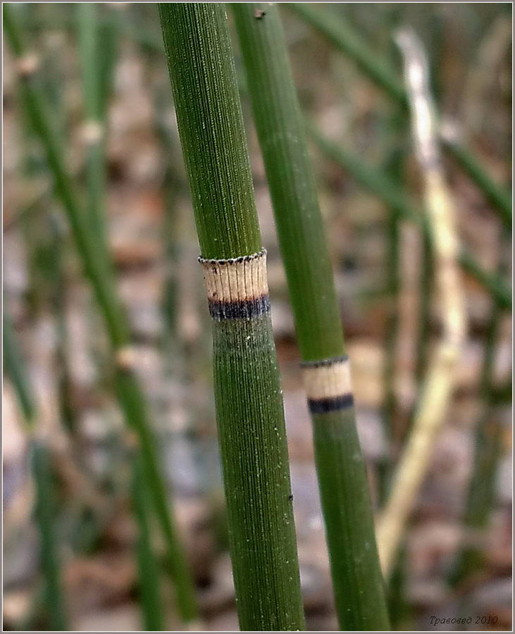 Image of Equisetum hyemale specimen.