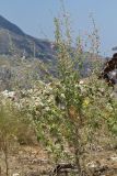 Malva unguiculata. Цветущее растение. Греция, о-в Крит, ном Ханья (Νομός Χανίων), дим Киссамос (Κίσσαμος), кустарниковое сообщество на склоне холма. 20 июня 2017 г.
