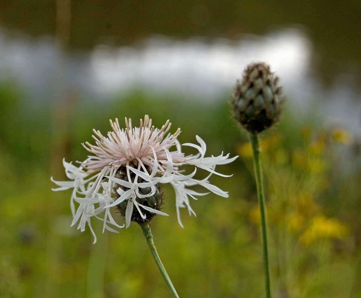 Изображение особи Centaurea scabiosa.