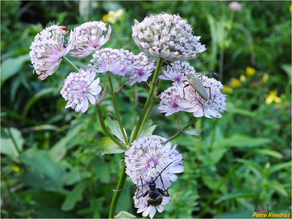 Image of Astrantia major specimen.