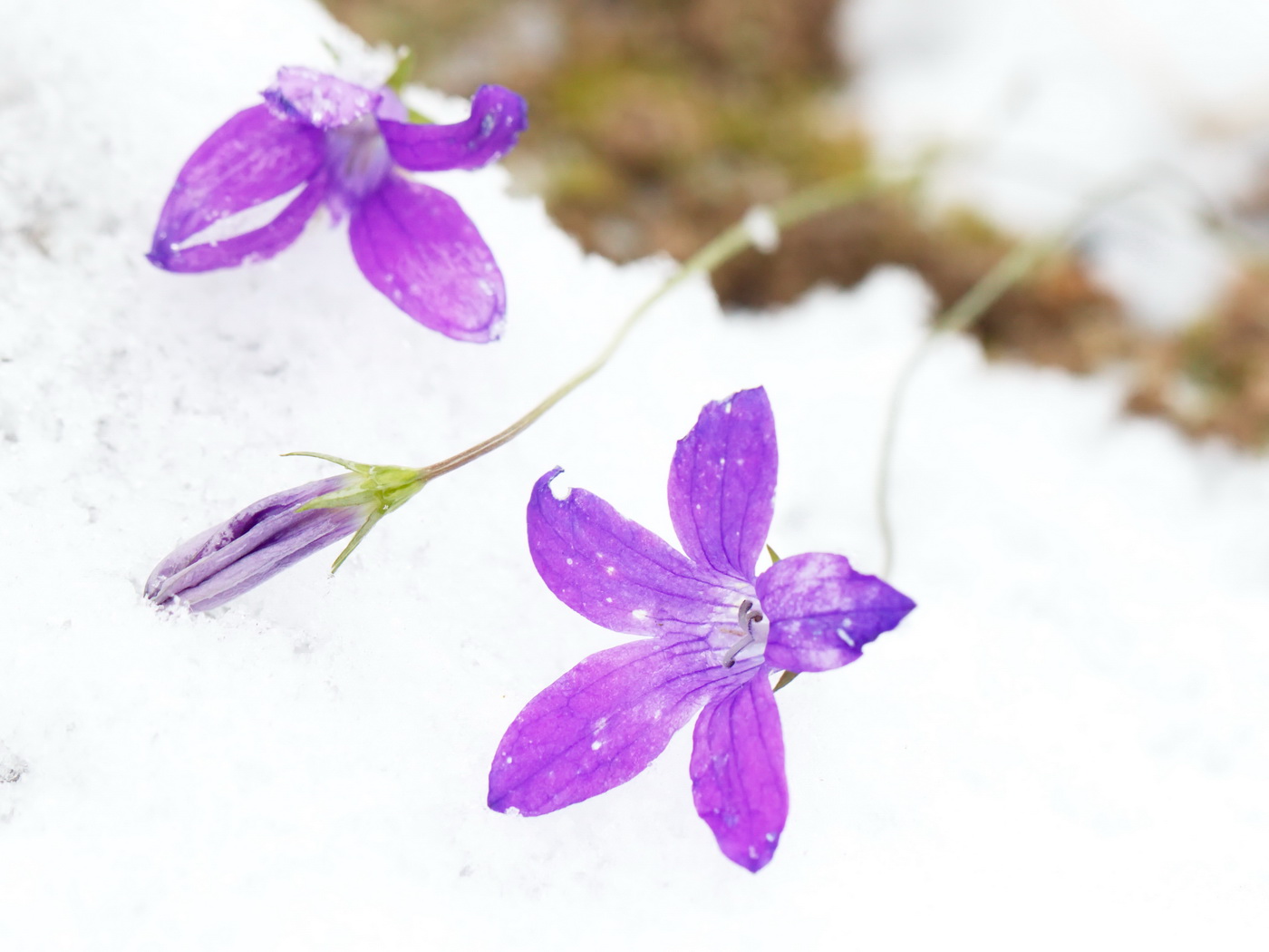 Image of Campanula patula specimen.