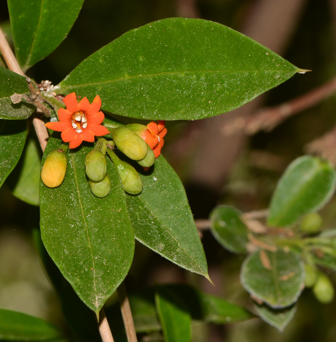 Image of Bonellia macrocarpa specimen.