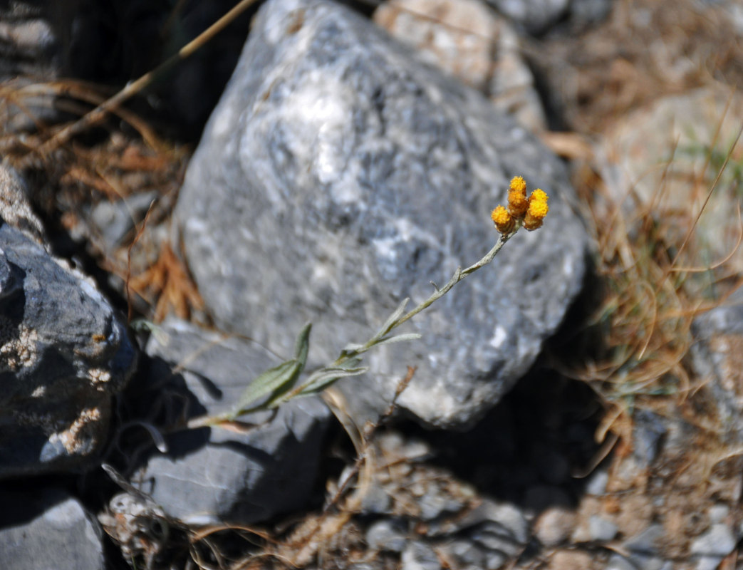 Изображение особи Helichrysum mussae.