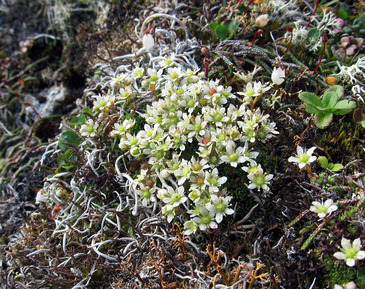 Image of Saxifraga cherlerioides specimen.