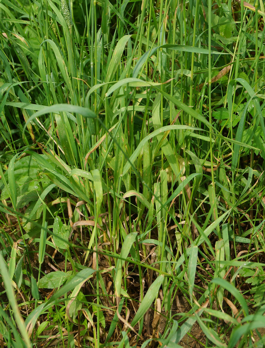 Image of Phleum pratense specimen.