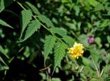 Kerria japonica variety pleniflora. Верхушка побега с цветком. Адыгея, пос. Каменномостский, в культуре. 03.07.2017.