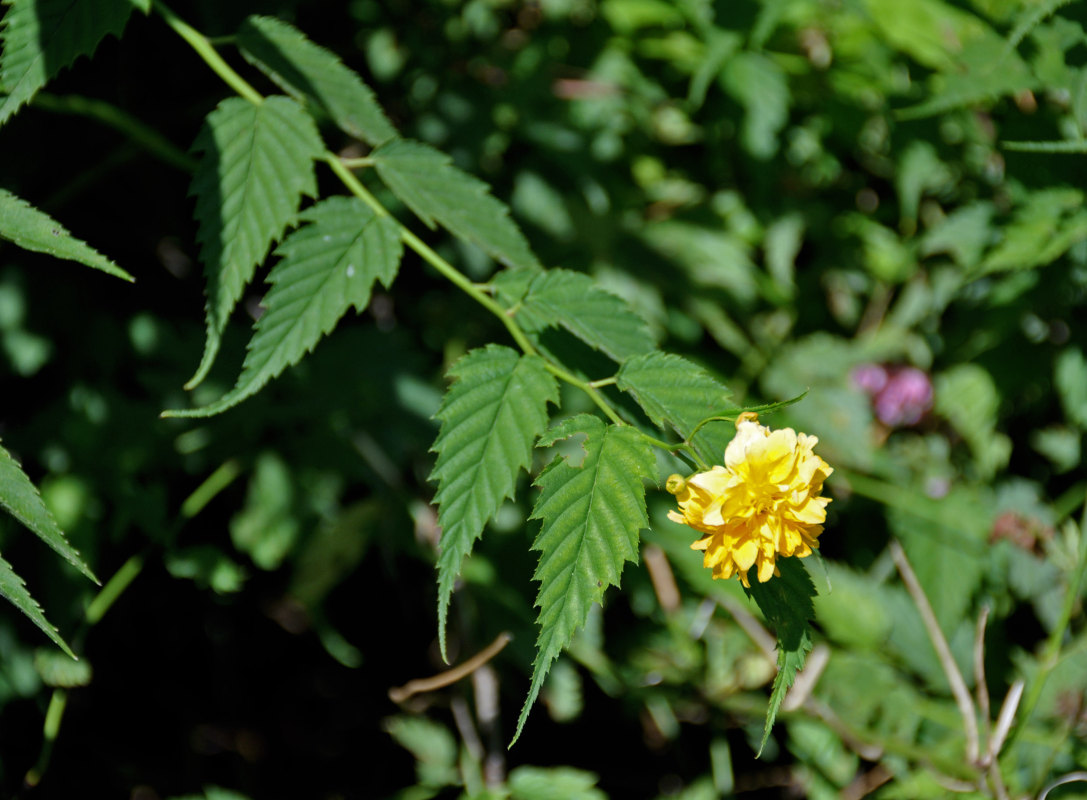 Image of Kerria japonica var. pleniflora specimen.