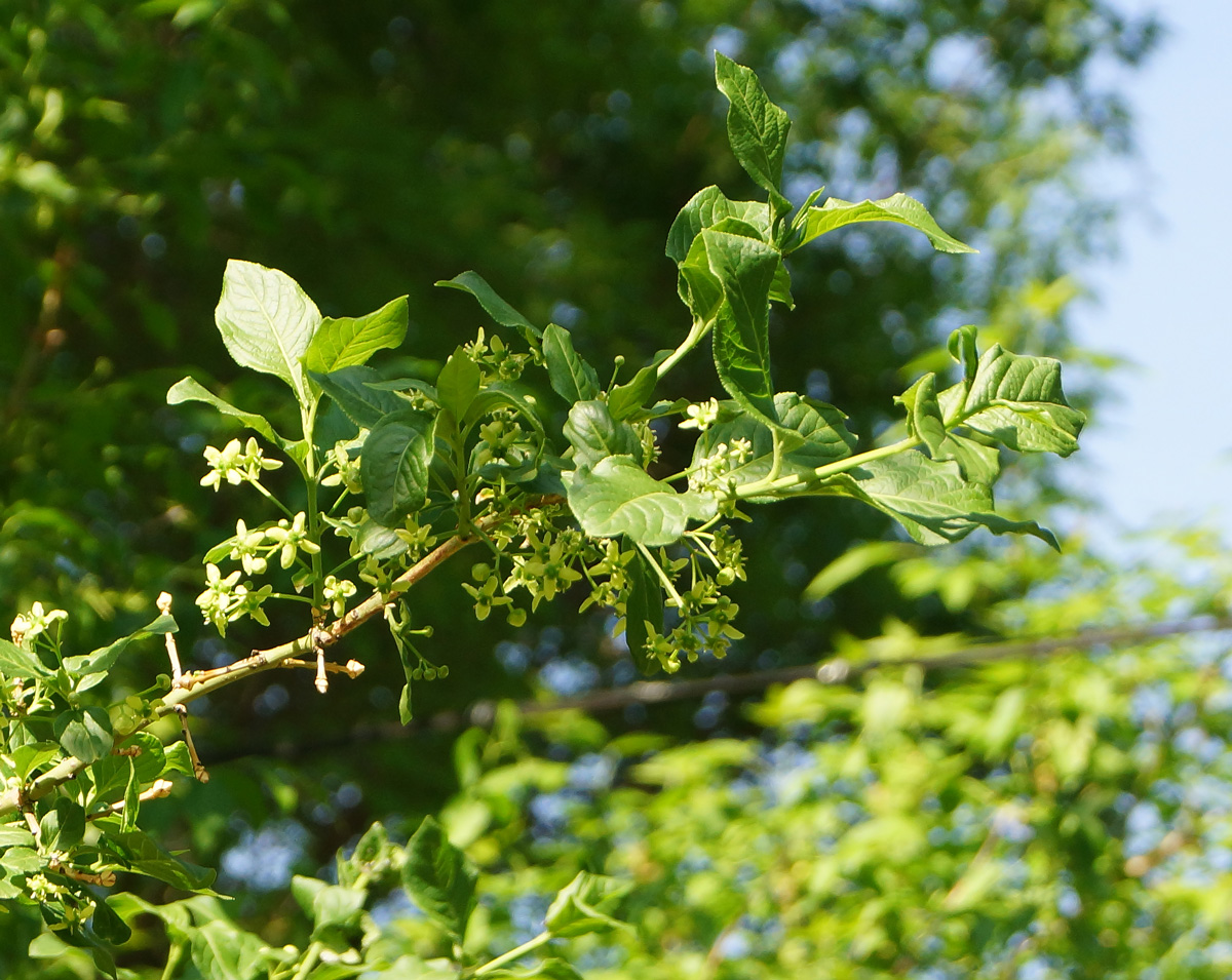 Image of Euonymus europaeus specimen.