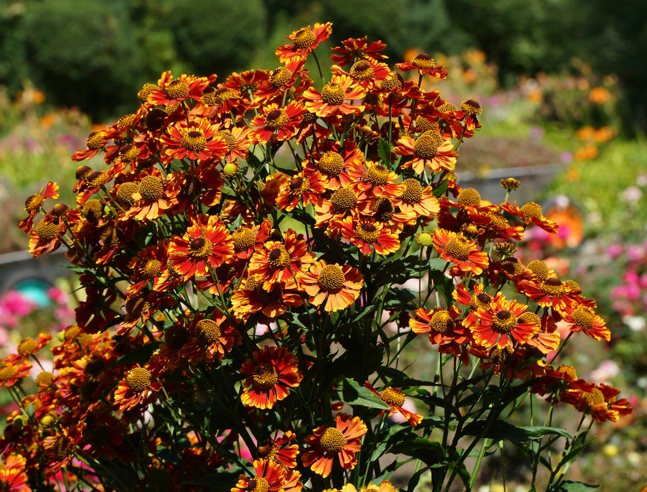 Image of Helenium autumnale specimen.