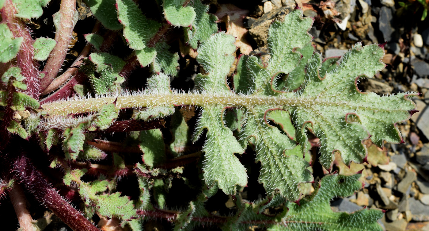 Изображение особи Glaucium elegans.