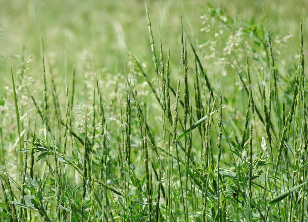 Image of Aegilops cylindrica specimen.