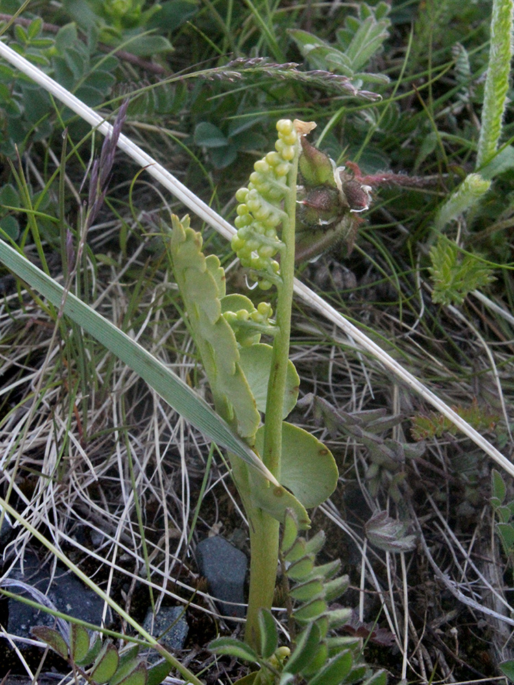 Image of Botrychium lunaria specimen.