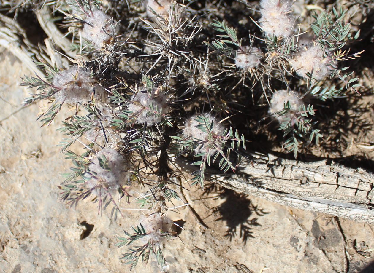 Image of Astragalus cerasocrenus specimen.