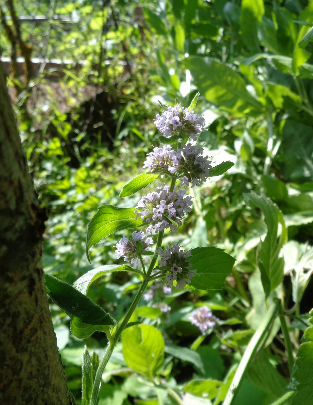 Image of Mentha &times; verticillata specimen.