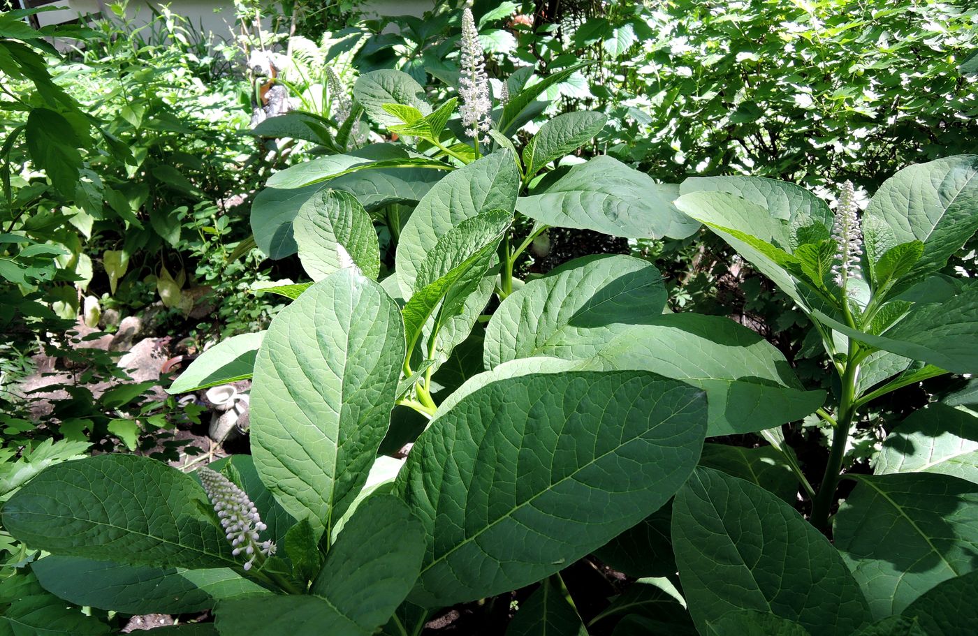 Изображение особи Phytolacca acinosa.