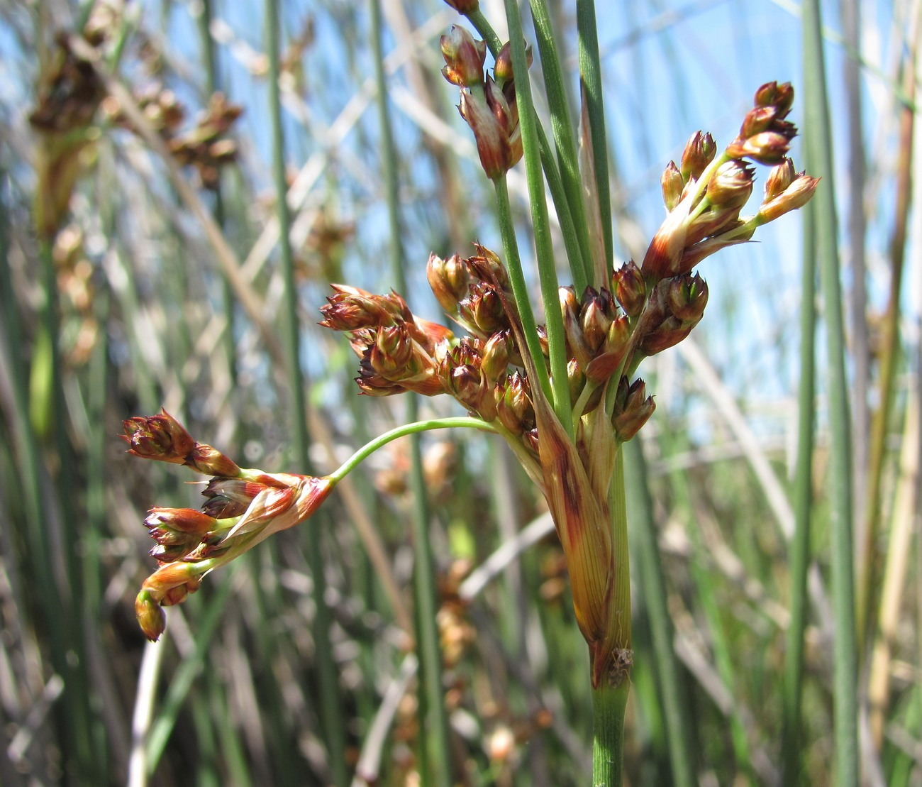 Image of Juncus acutus specimen.