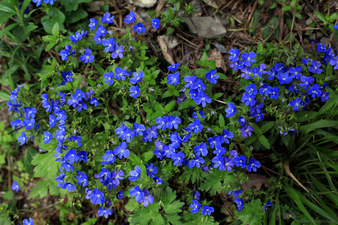 Image of Veronica umbrosa specimen.