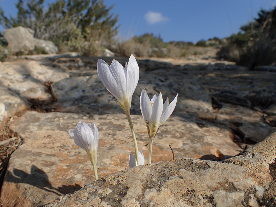 Image of Crocus laevigatus specimen.