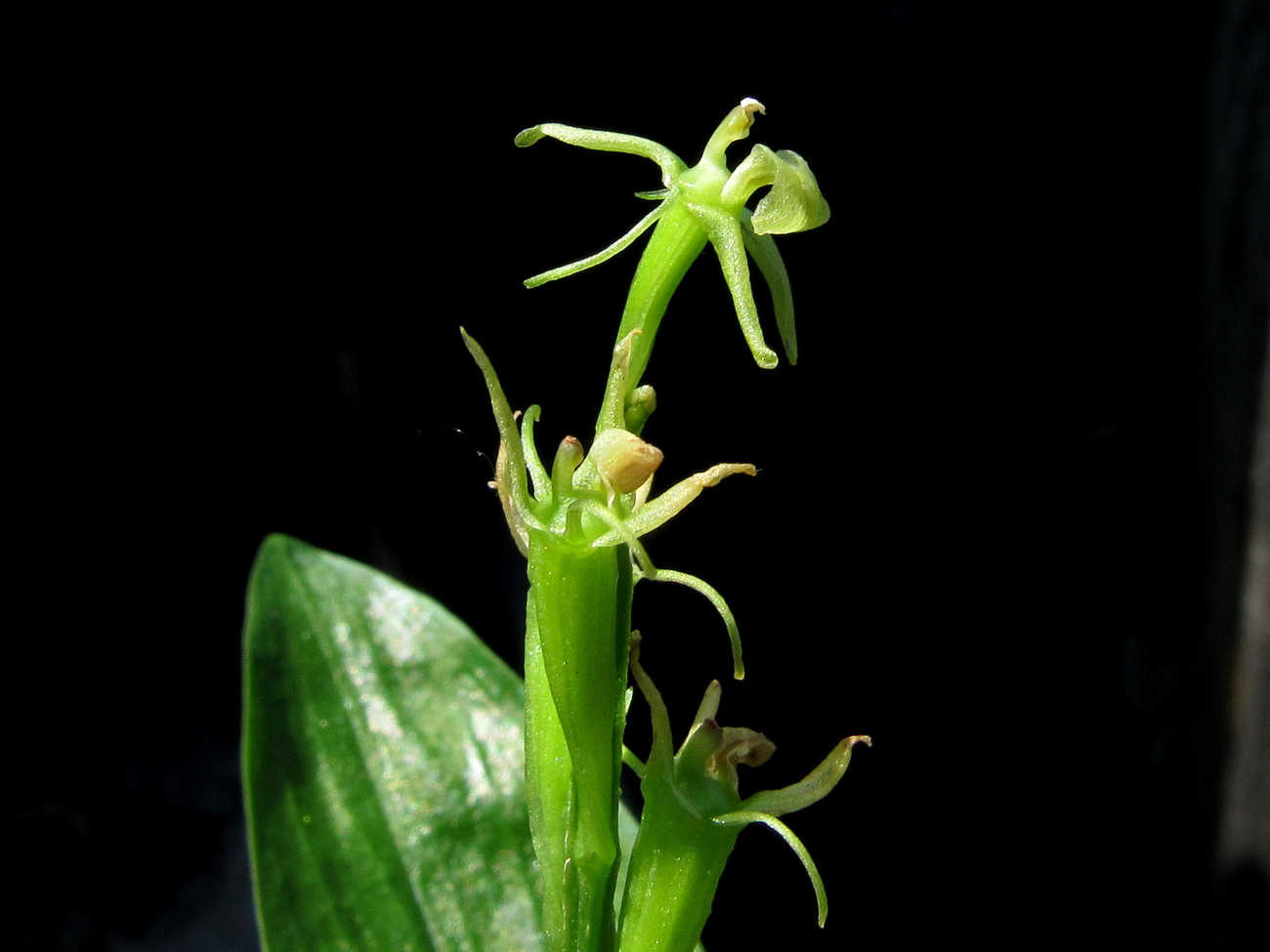 Изображение особи Liparis kumokiri ssp. sajanensis.