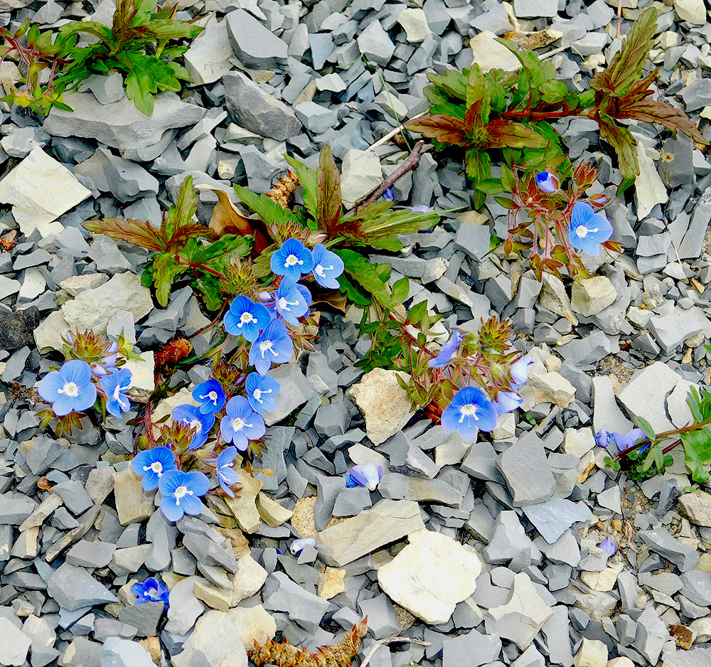 Image of Veronica umbrosa specimen.