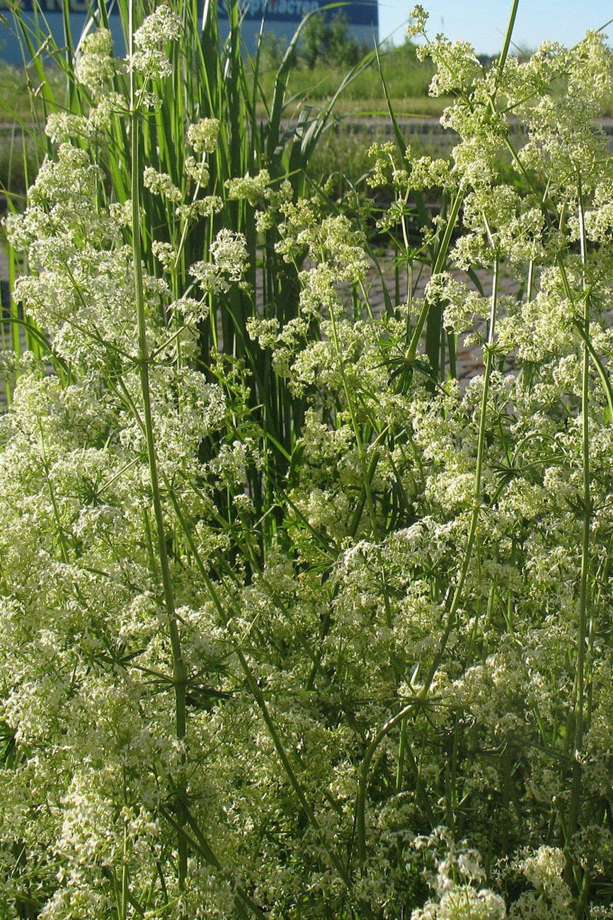 Image of Galium mollugo specimen.