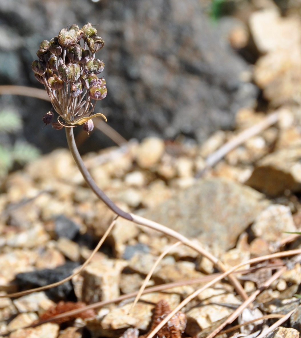 Image of Allium cyprium specimen.