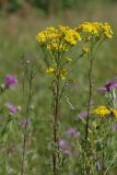 Senecio jacobaea. Побег с общим соцветием (слева - прошлогодний побег). Тверская обл., Осташковский р-н, окр. дер. Кравотынь, луг на песчаной почве. 16.07.2019.