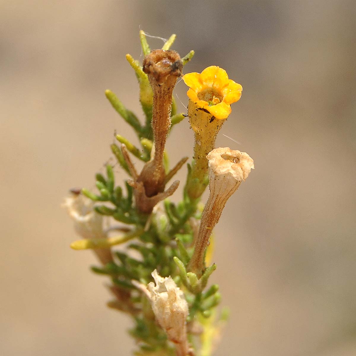 Image of Fabiana viscosa specimen.