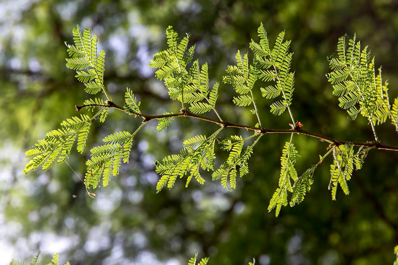 Изображение особи Vachellia xanthophloea.