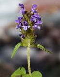 Prunella vulgaris