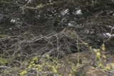 Prosopis pallida. Ветвь. Перу, регион La Libartad, археологический комплекс \"Chan Chan\". 28.10.2019.