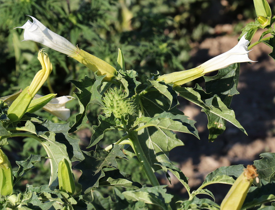 Изображение особи Datura stramonium.