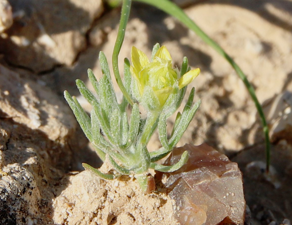 Image of Ceratocephala falcata specimen.