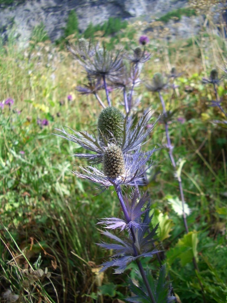 Image of Eryngium alpinum specimen.